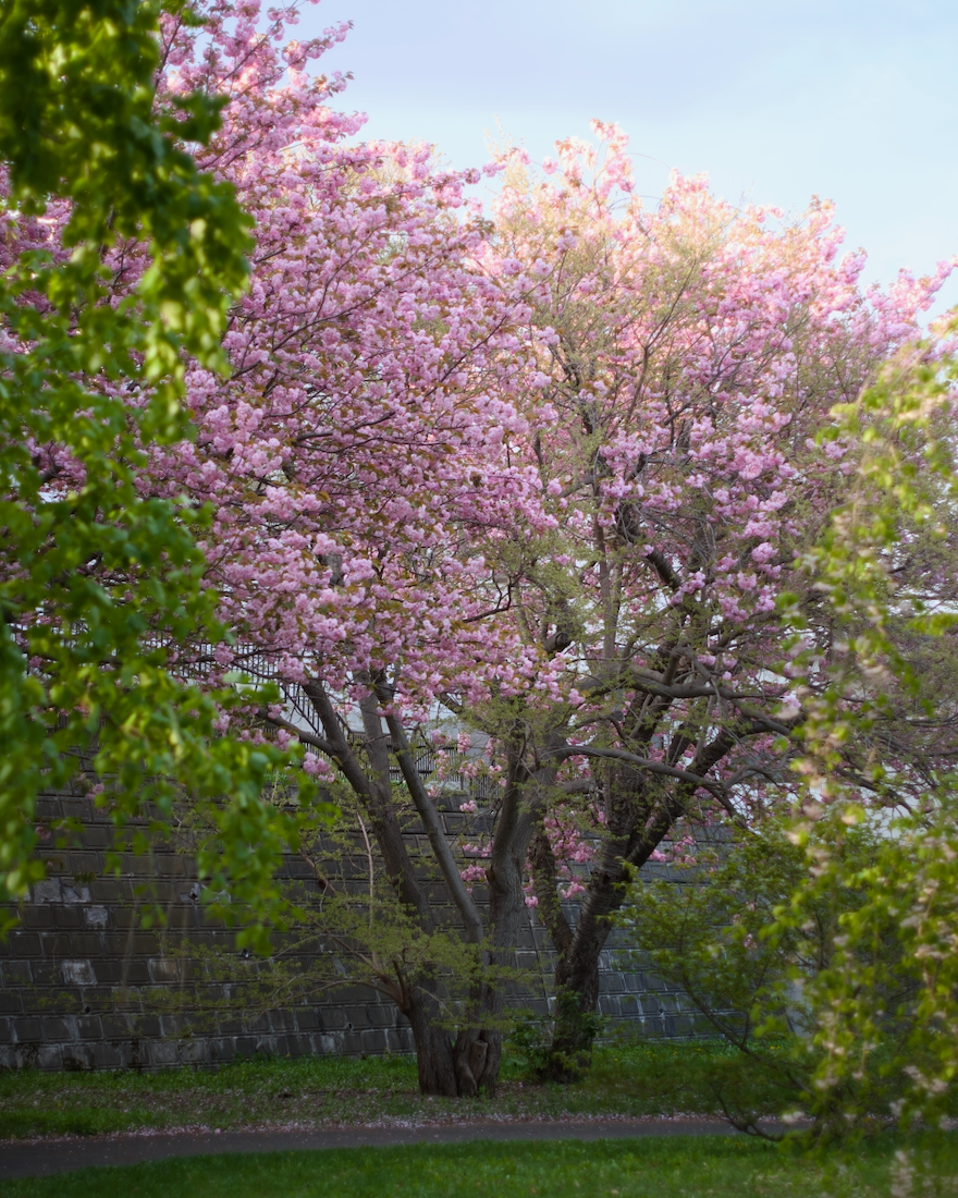 崖の下の八重桜
