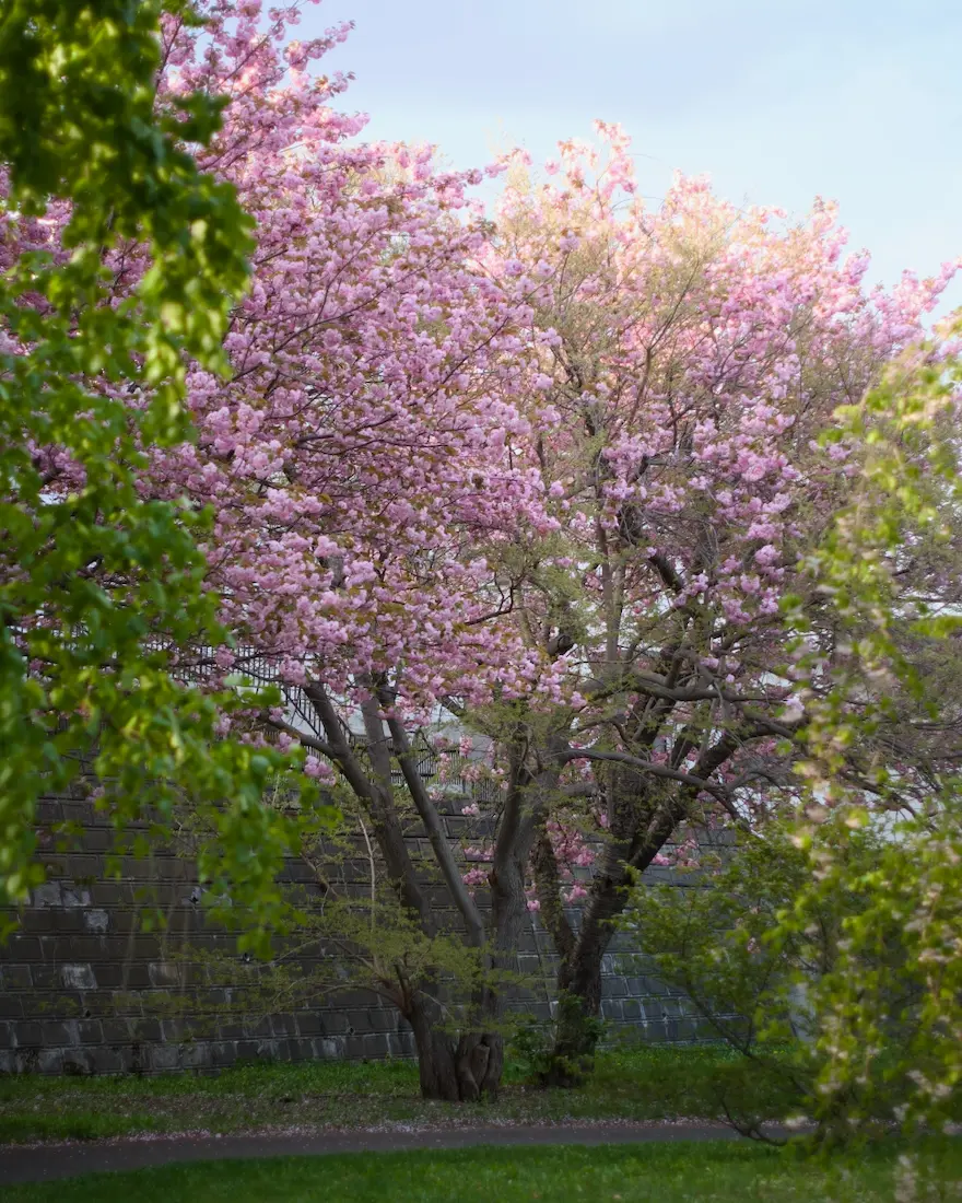西野緑道の八重桜、遅咲きは5月3週目でも綺麗に咲いていました。バスで