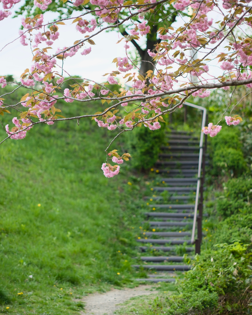 西野緑道、崖沿の階段と5月の八重桜