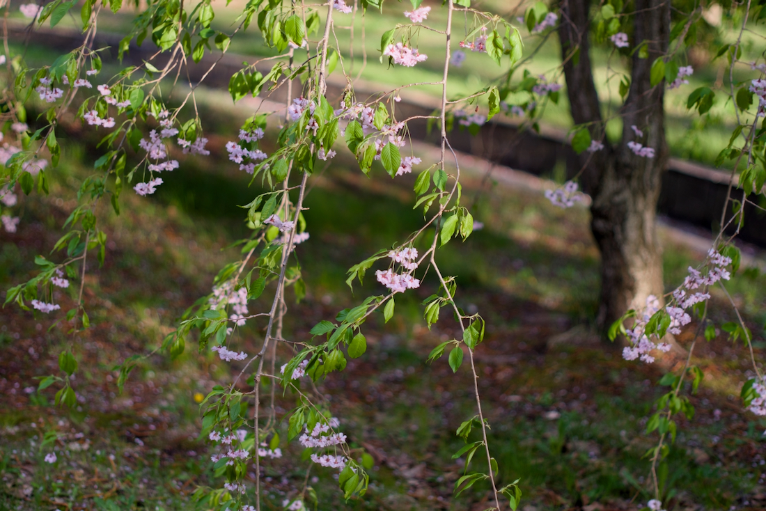 西野緑道の枝垂れ桜も綺麗