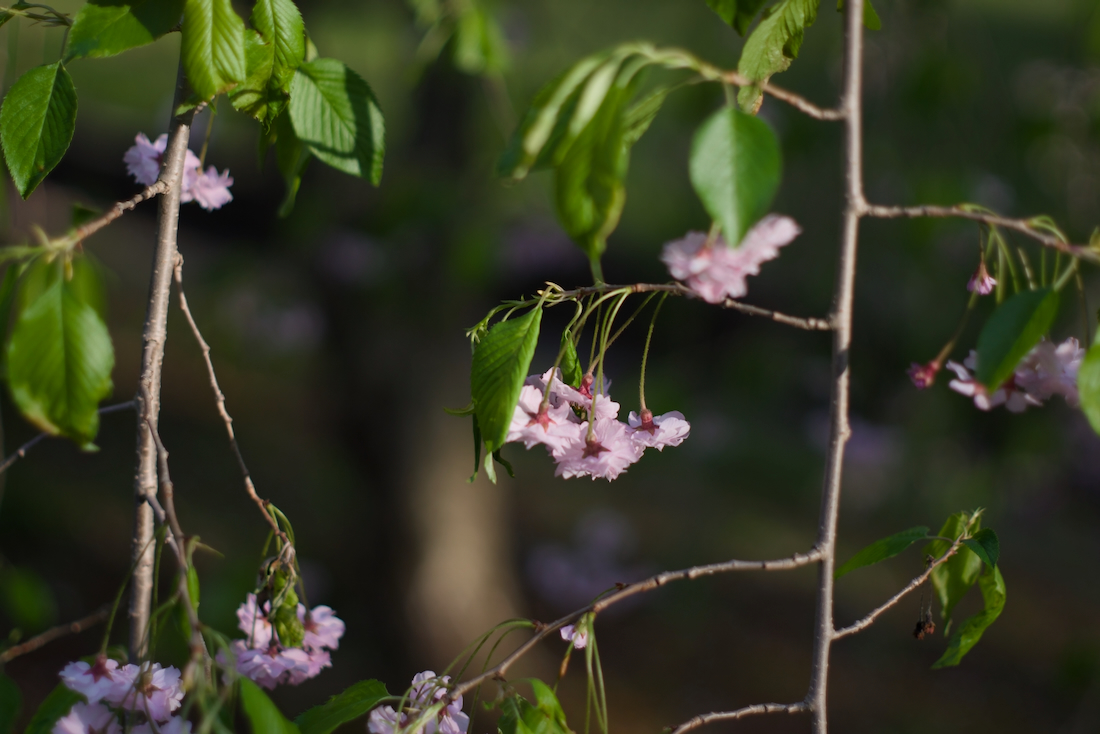 枝垂れ桜の花びら