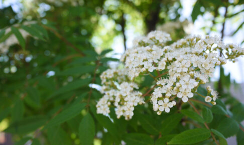 ななかまどの花、ナナカマドの花