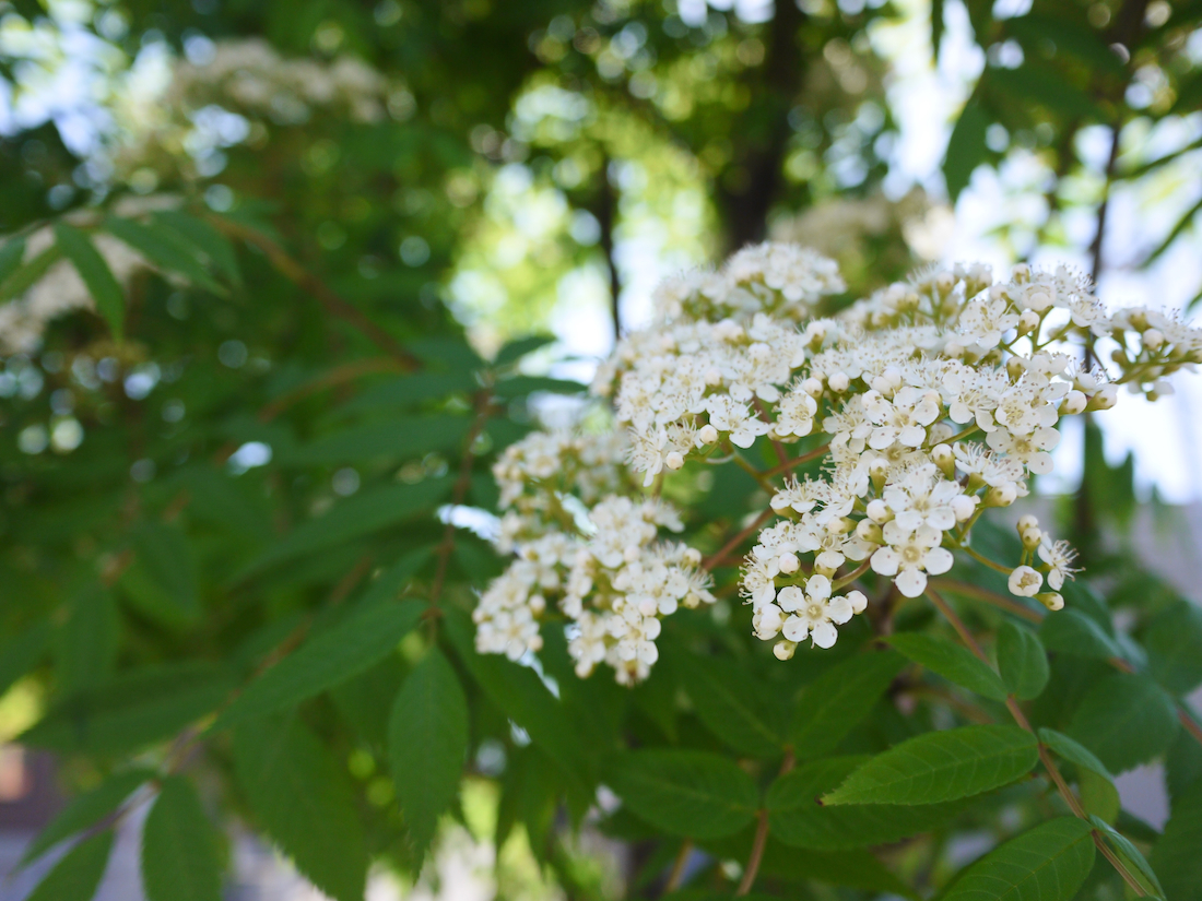 ななかまどの花、ナナカマドの花