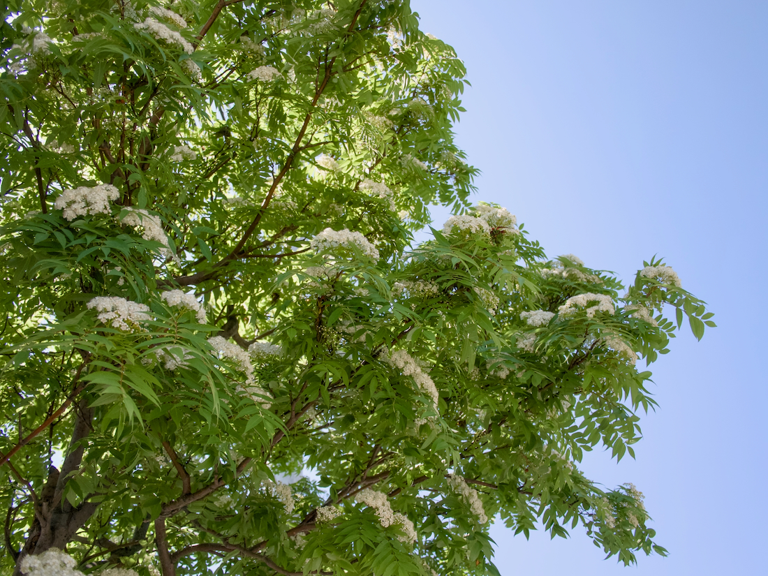 札幌のナナカマドの花