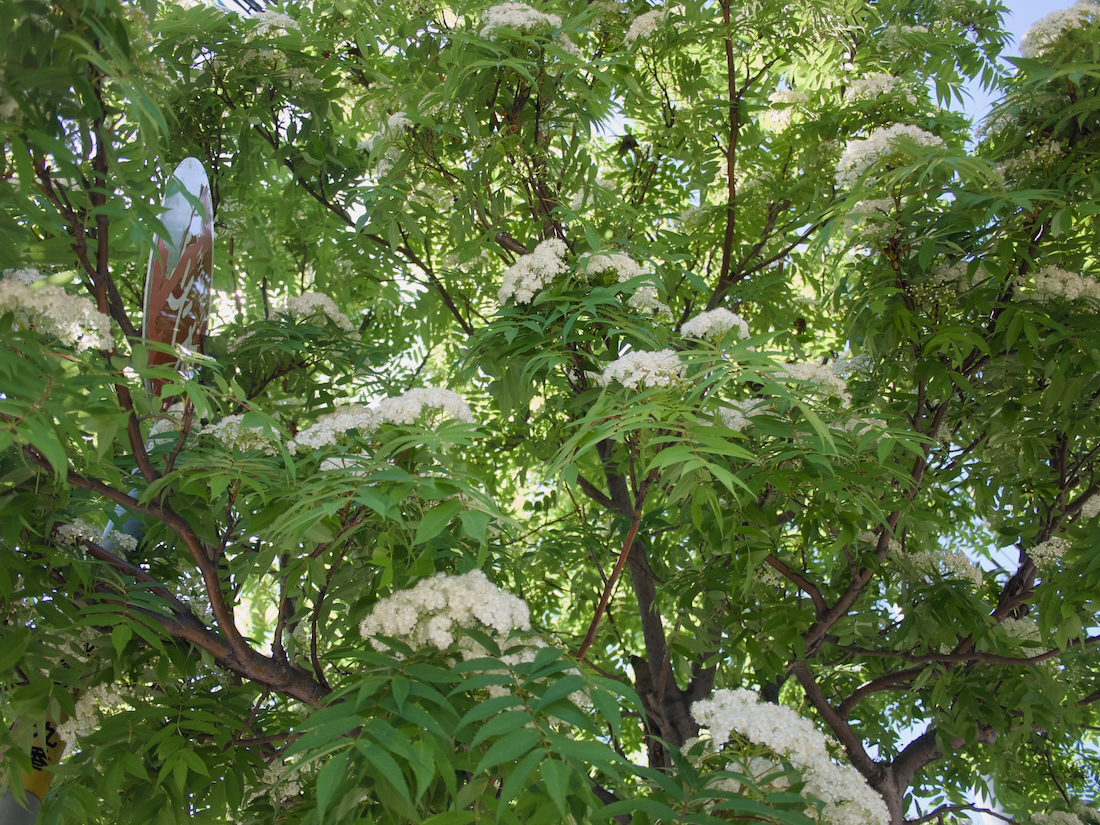 札幌のななかまどの花