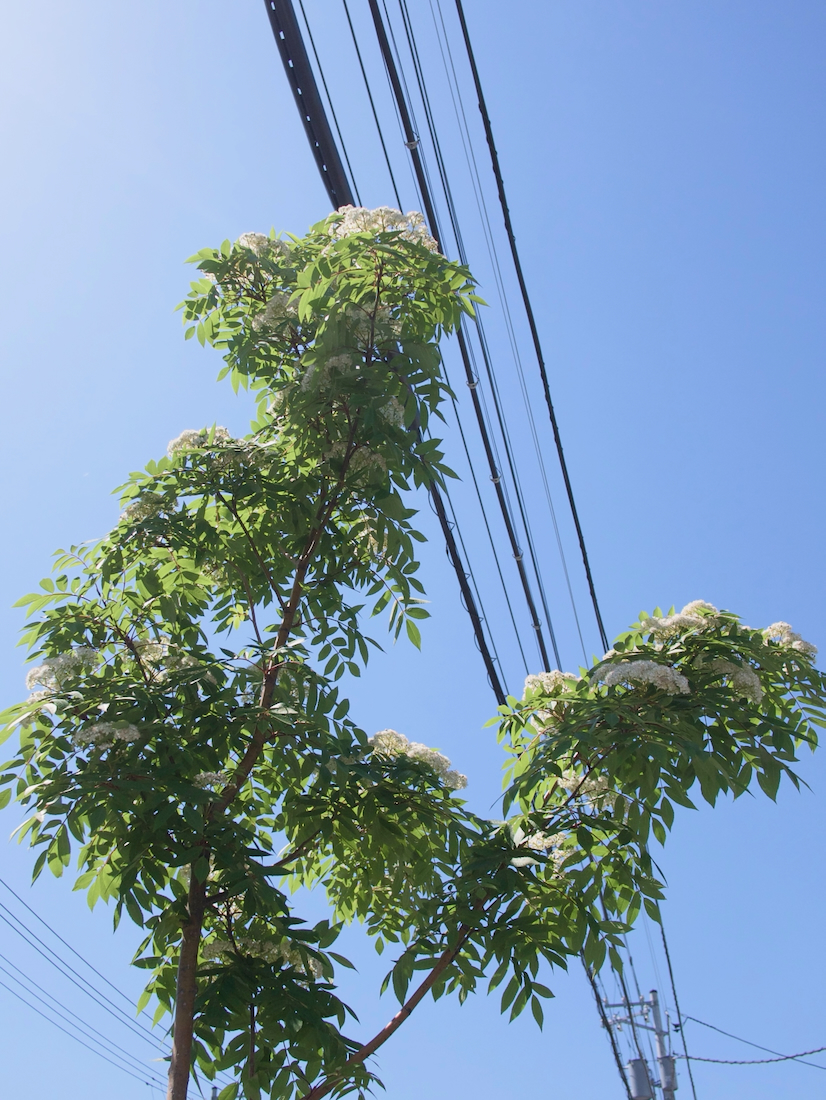 札幌のナナカマドの花