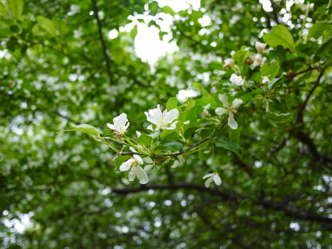 生い茂った葉とエゾノコリンゴの花の様子