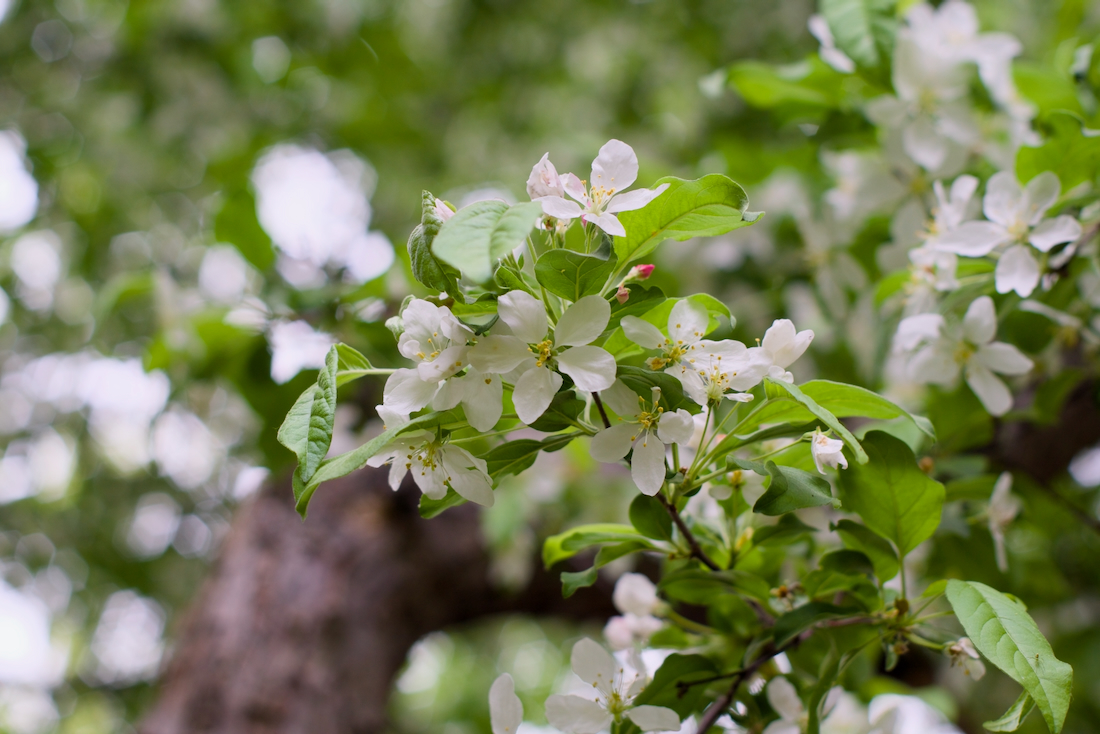 札幌市西区で見られるエゾノコリンゴの花
