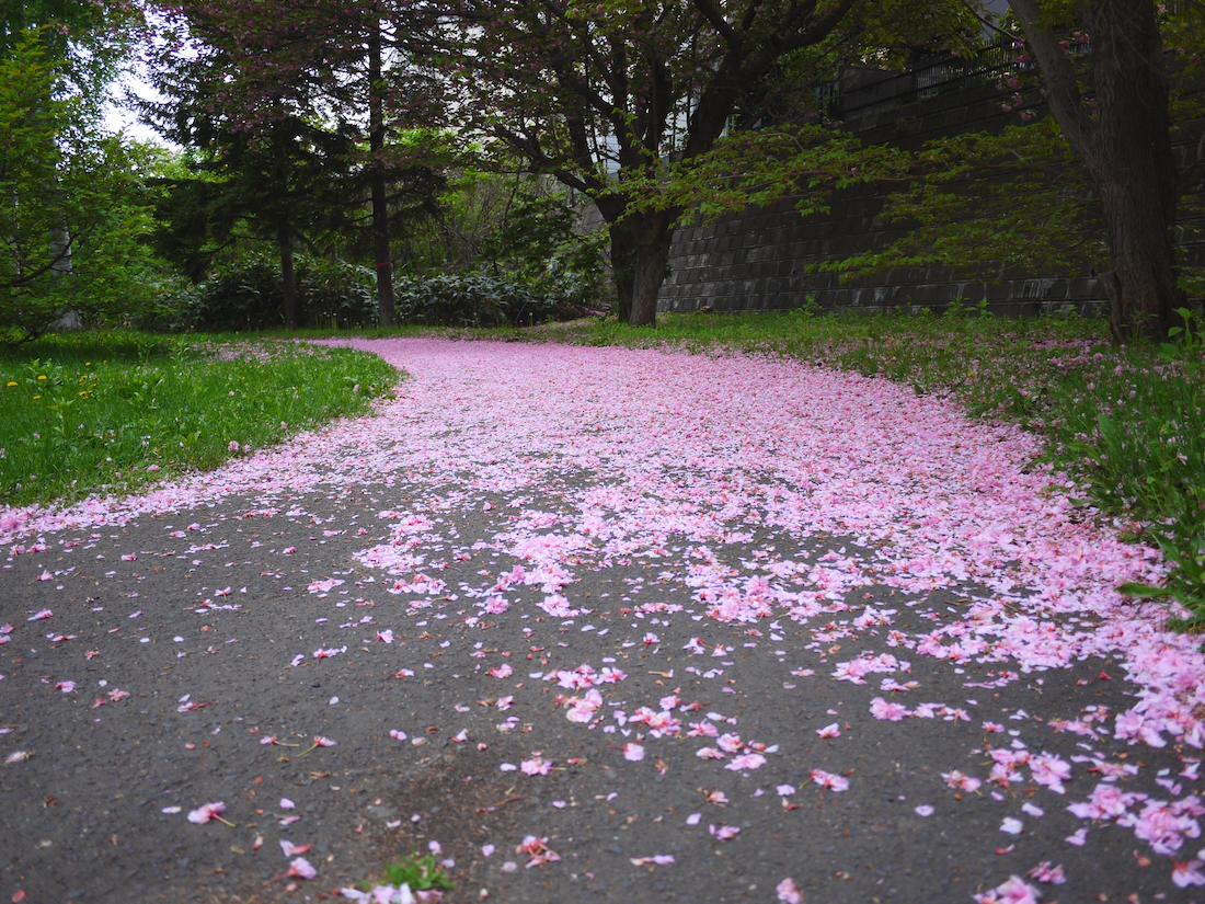 桜の花の絨毯