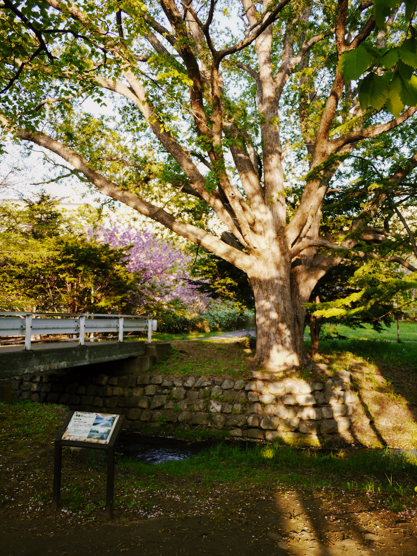 精進河畔公園の
大きな木