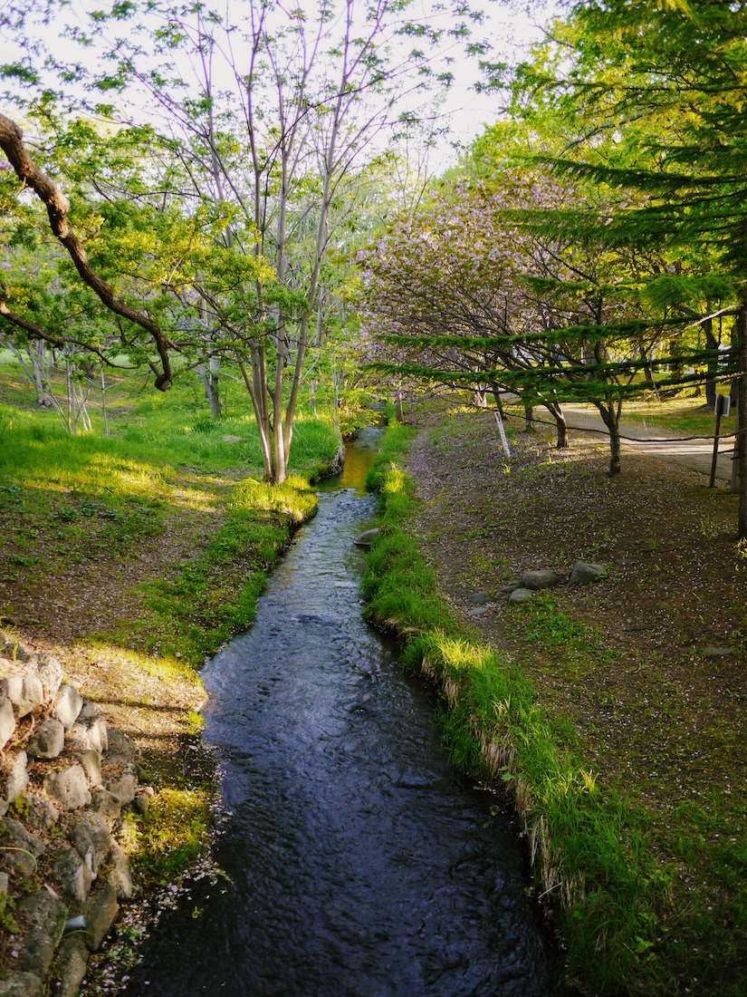 春の精進川の様子