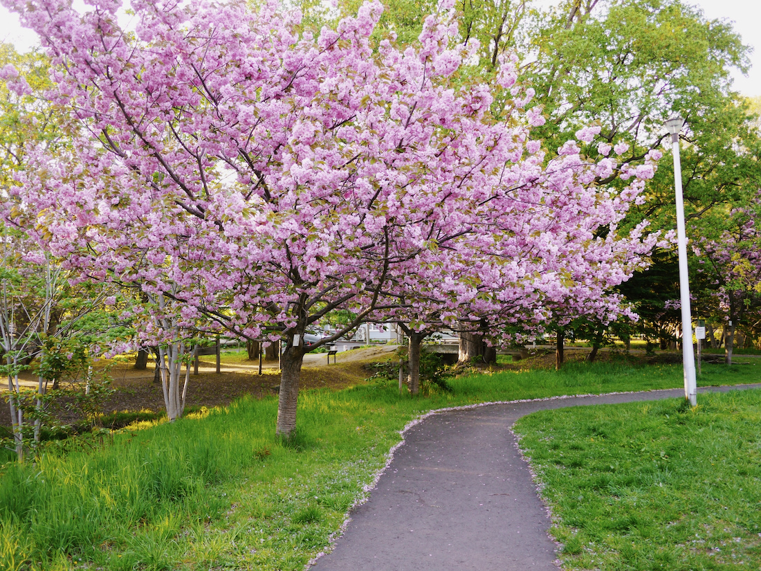 八重桜の綺麗な精進川河畔公園