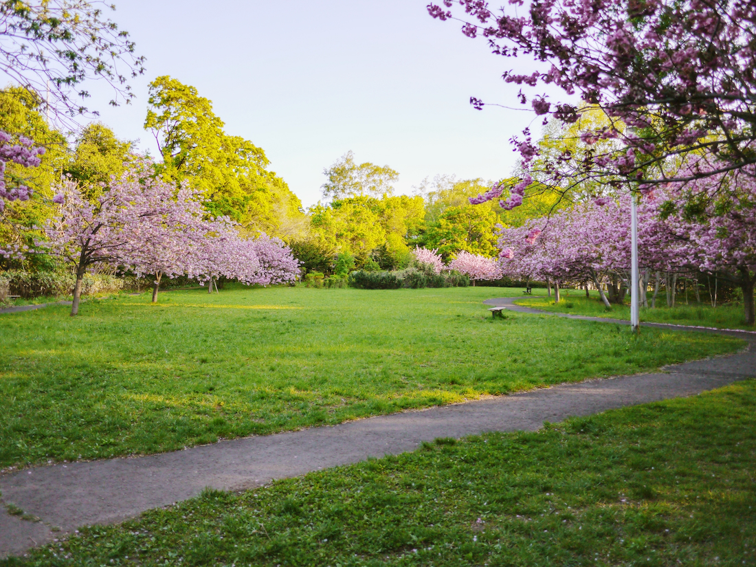 精進河畔公園の八重桜と春の芝生