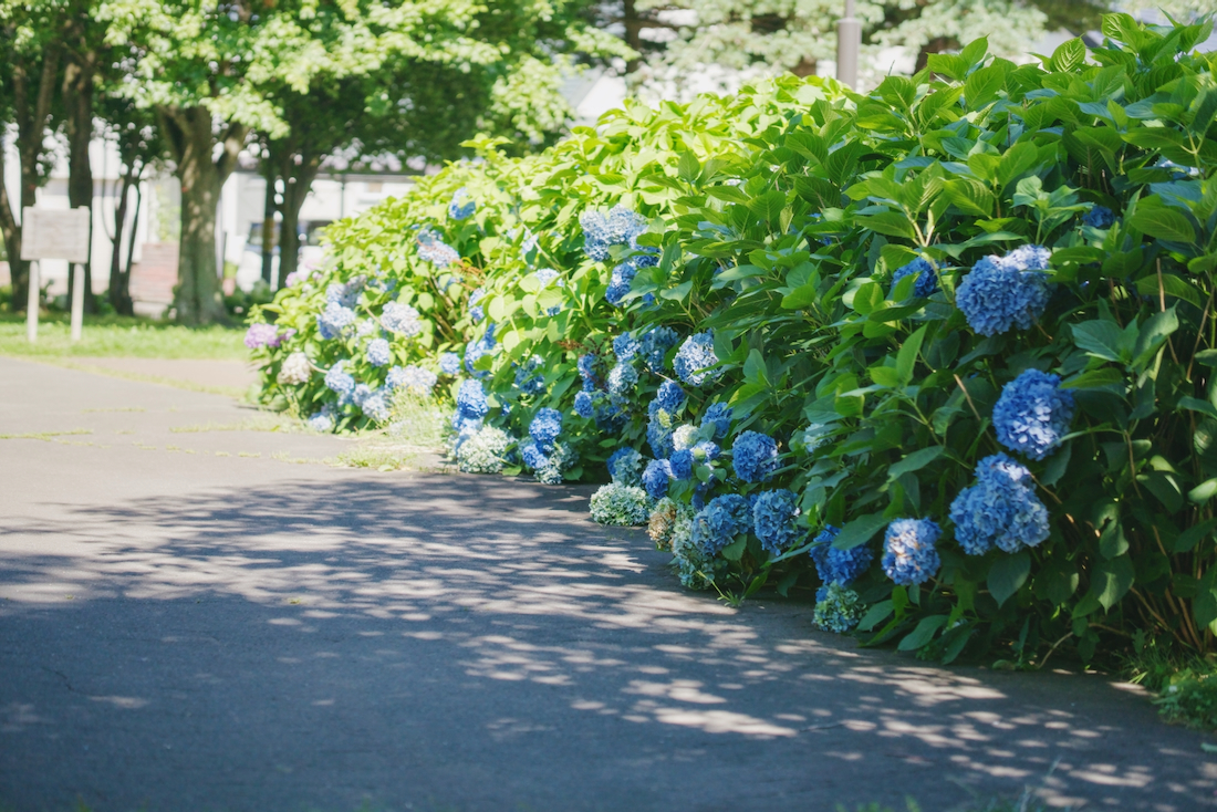 恵み野中央公園とあじさい