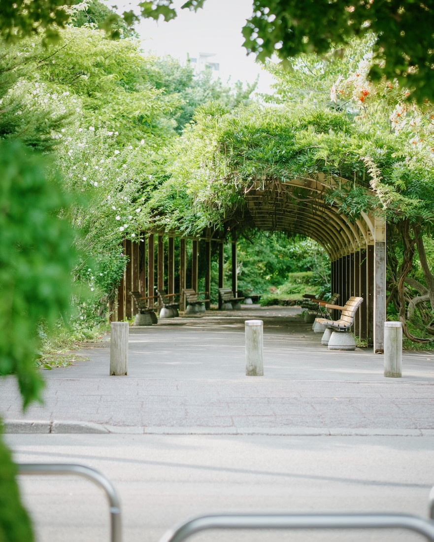 月寒公園の藤棚