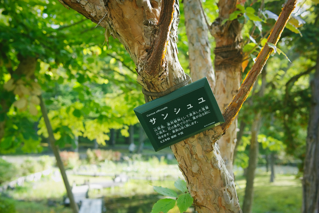 サンシュユの木