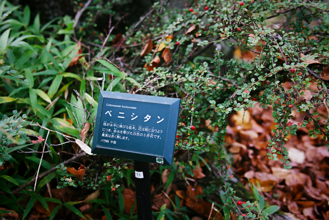 ベニシタン